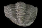 Bargain, Wide Eldredgeops Trilobite - Silica Shale #137261-3
